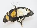 Papilio dardanus dual-sex-dardanus (Internet Image property of respective owner, non-commercial use only)